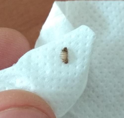 Anthrenus sp.